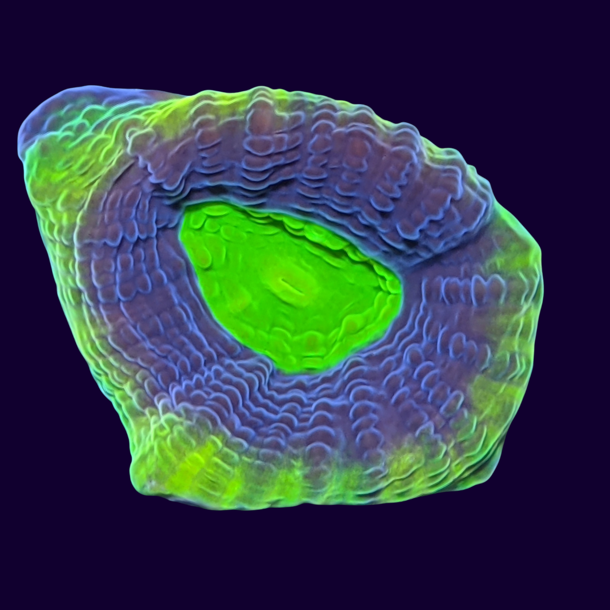 Dragon Soul Goniastrea