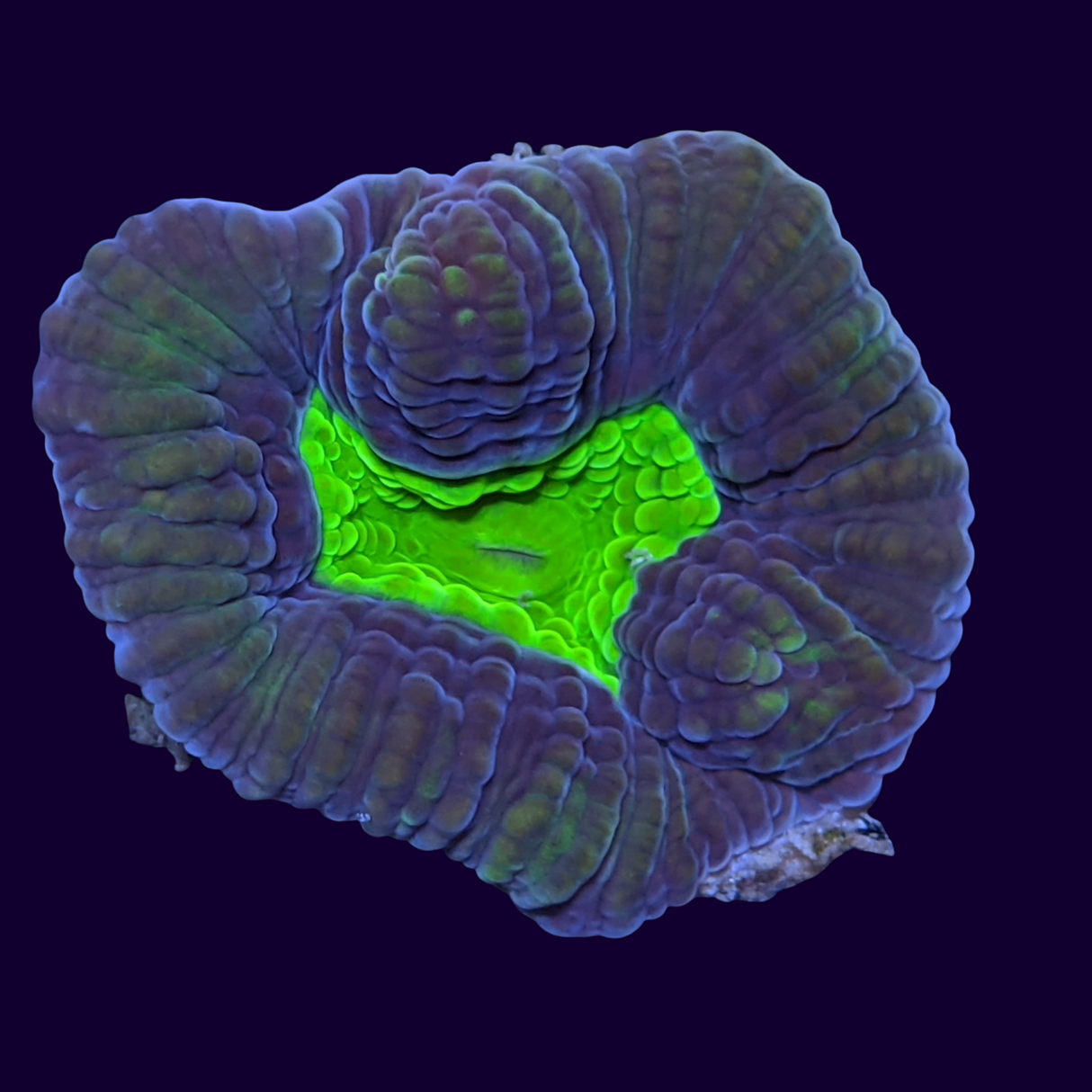 Dragon Soul Goniastrea