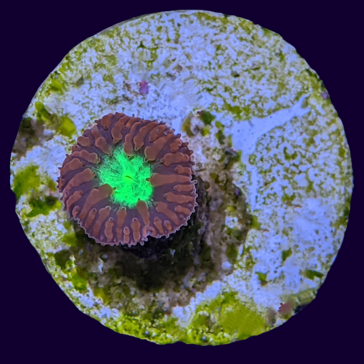 1 Head Red / Green Blastomussa