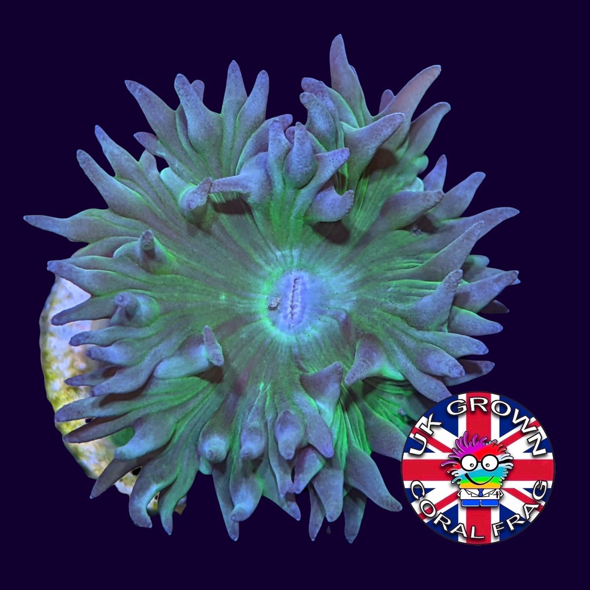 1 Head Duncan (UK Grown)