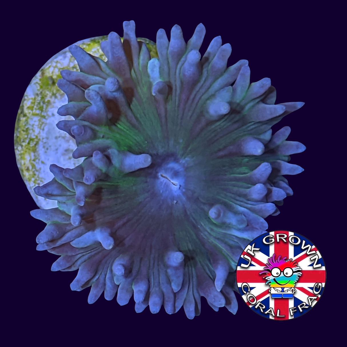 1 Head Duncan (UK Grown)