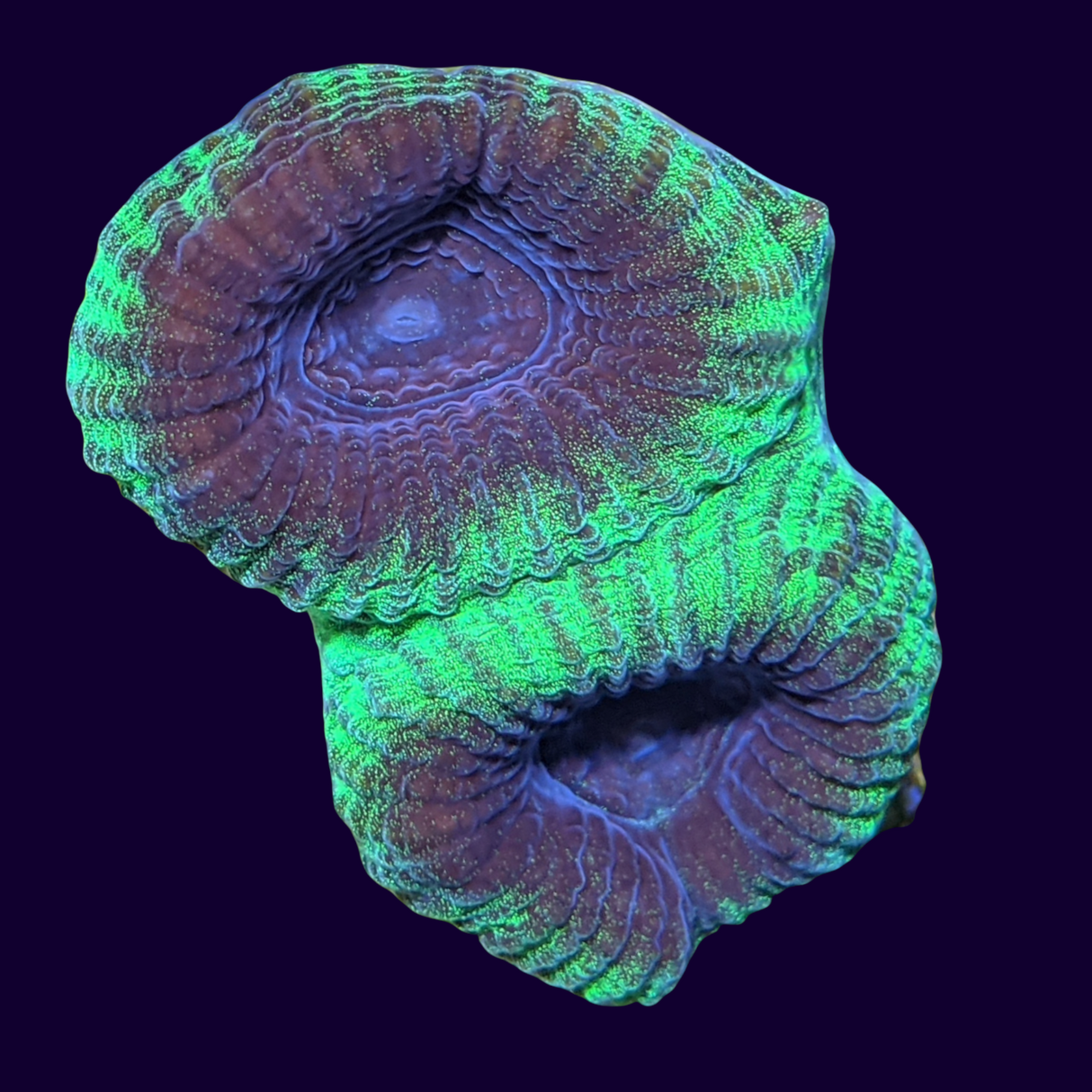 Green / Purple Favia