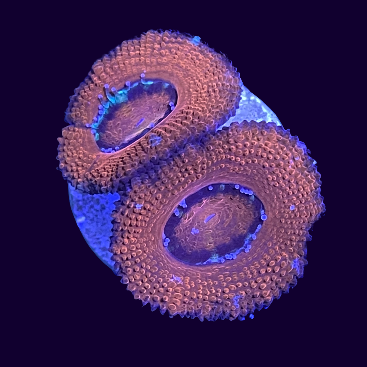 Acanthastrea Lordhowensi