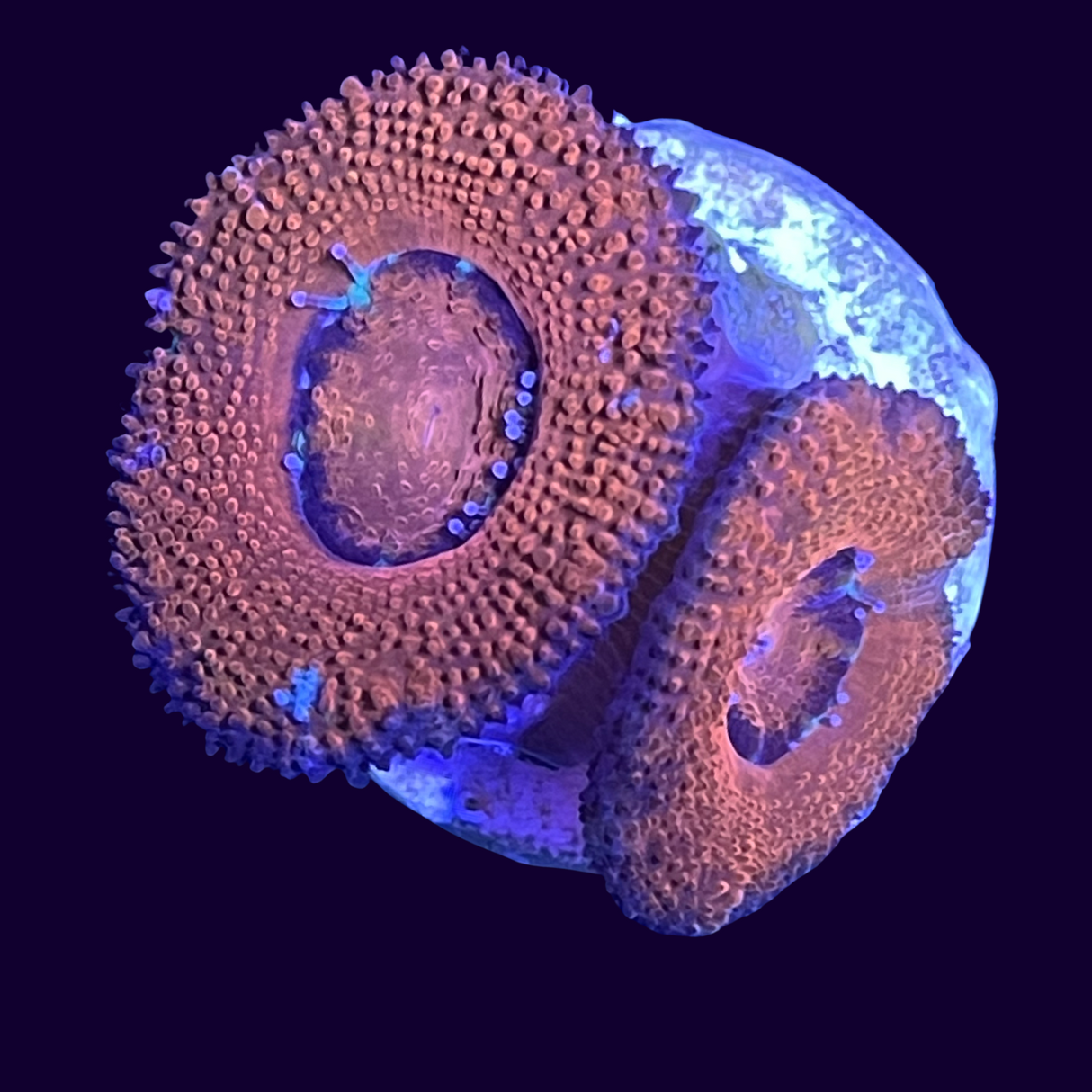 Acanthastrea Lordhowensi