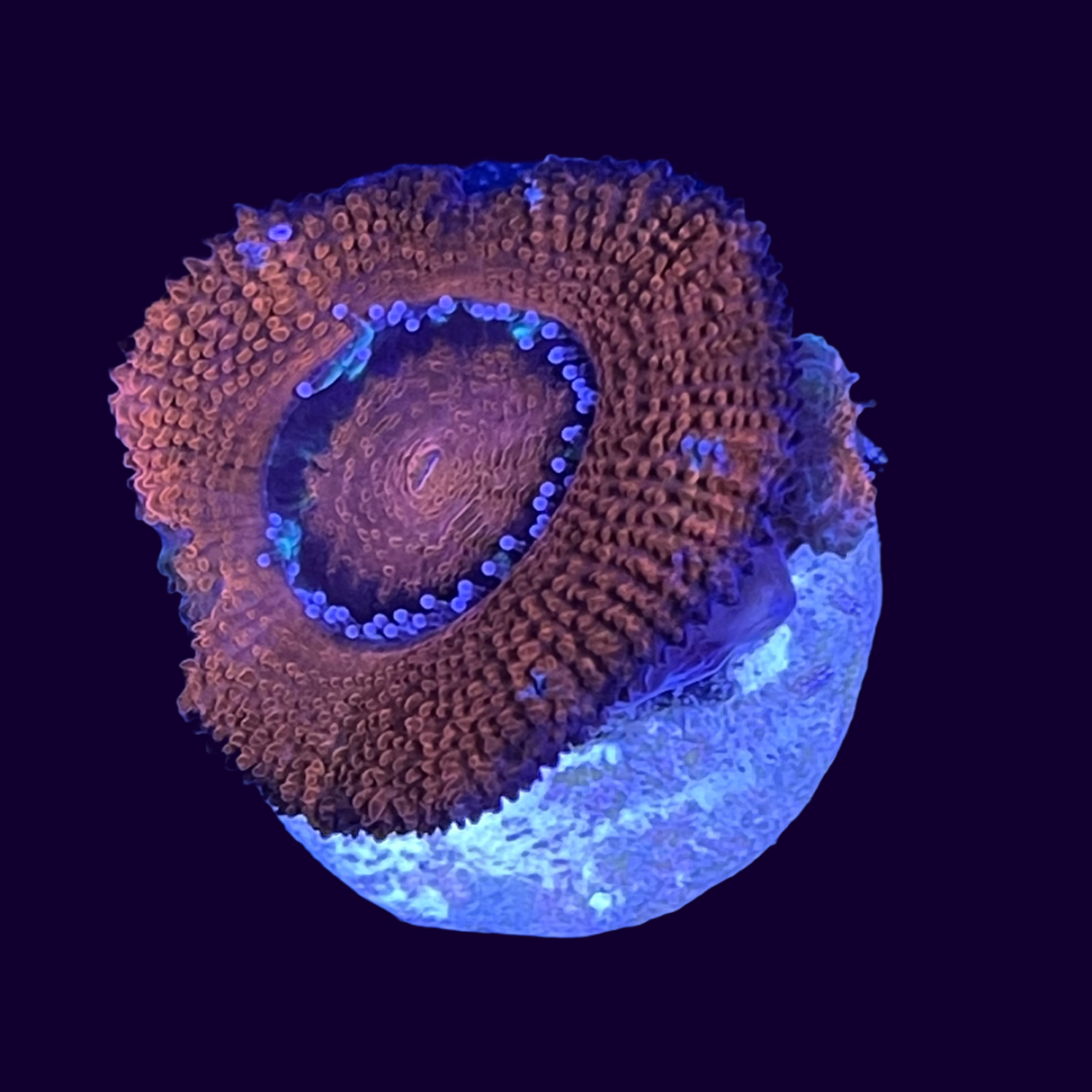 Acanthastrea Lordhowensi