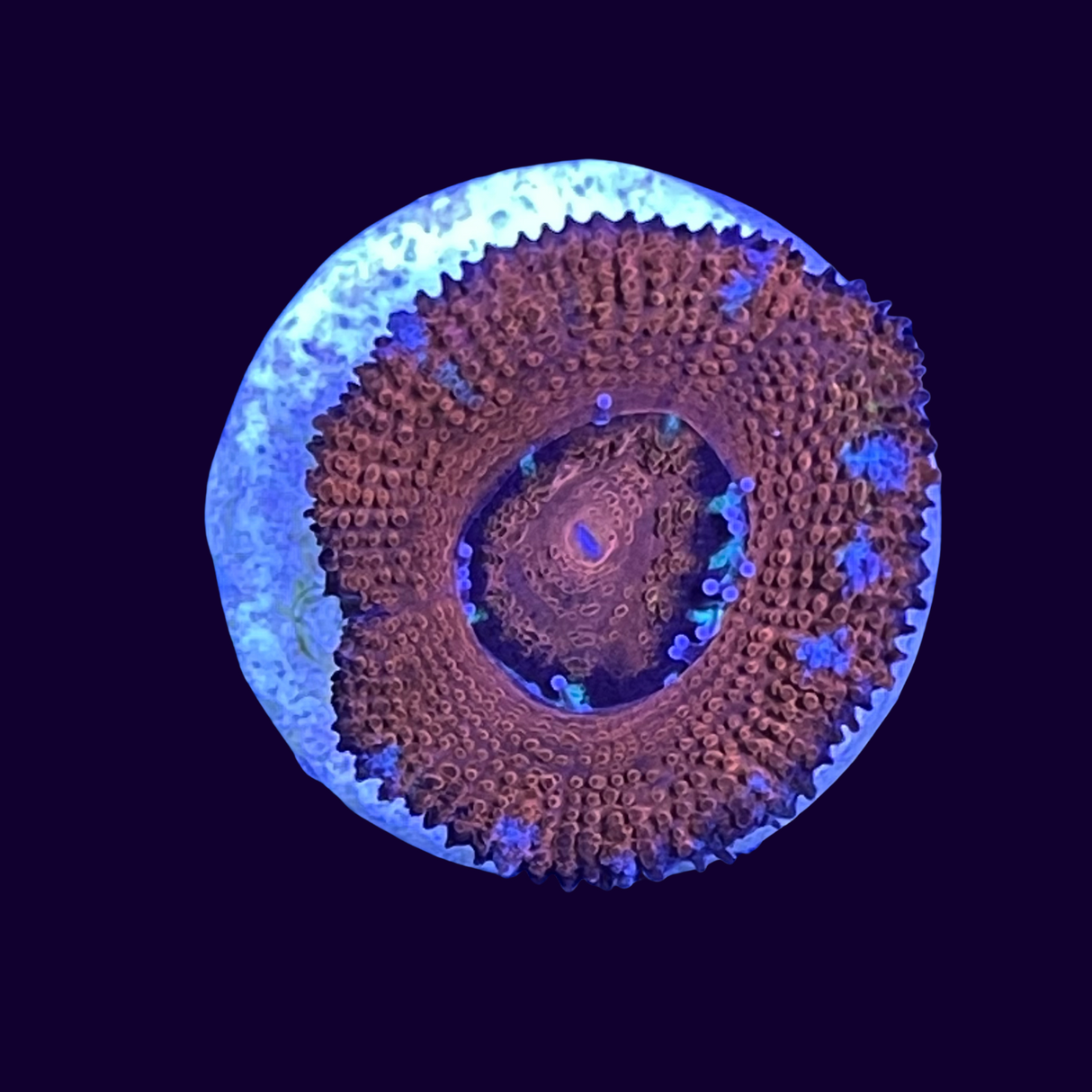 Acanthastrea Lordhowensi