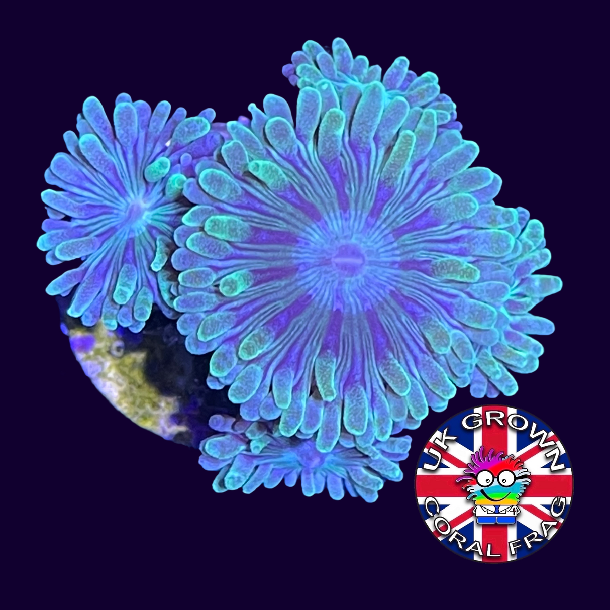 5 Head Duncan (UK Grown)