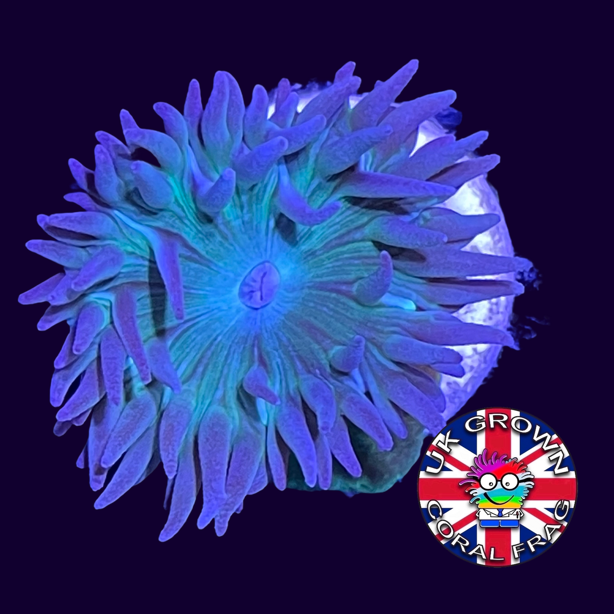 1 Head Duncan (UK Grown)