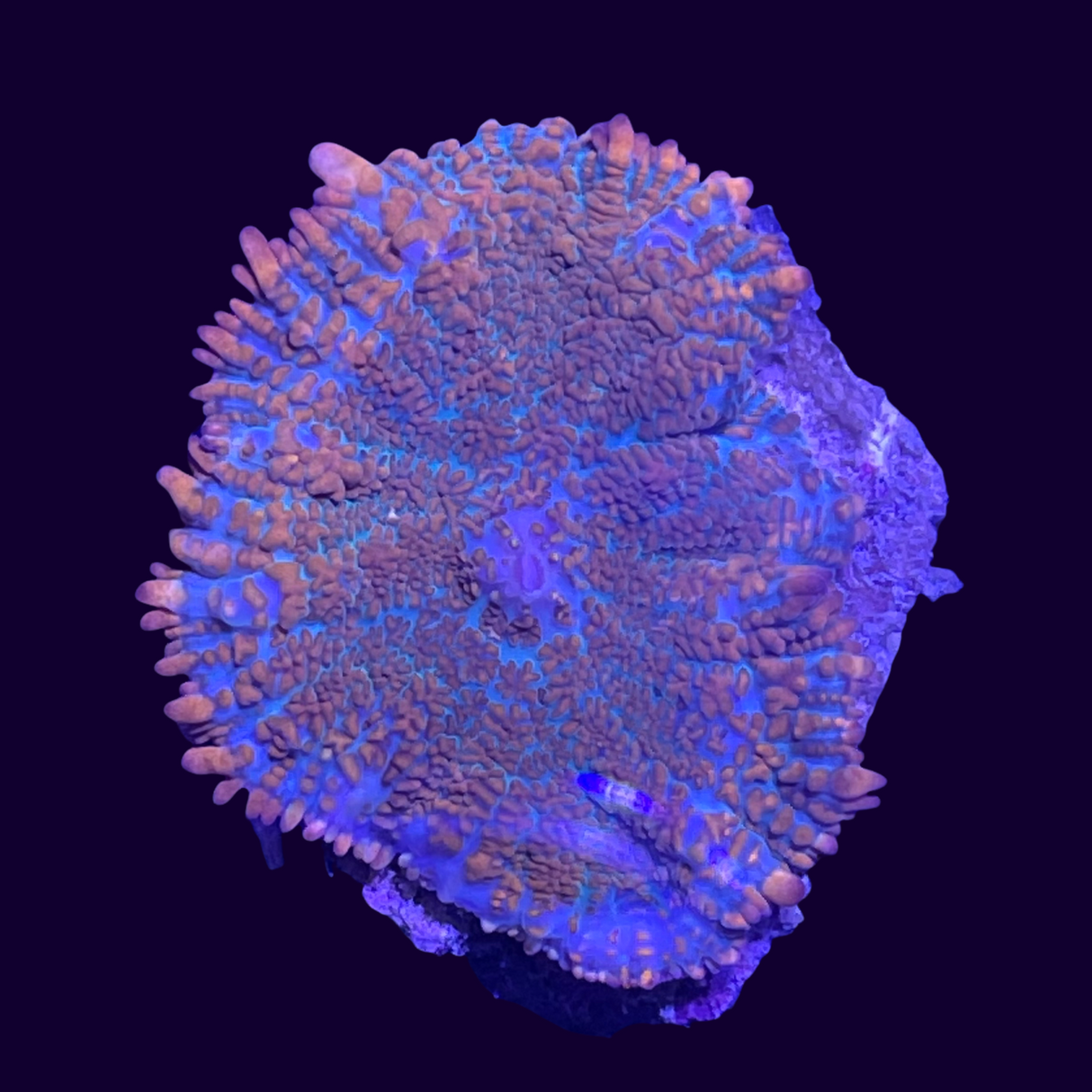 Rhodactis Flex Mushroom