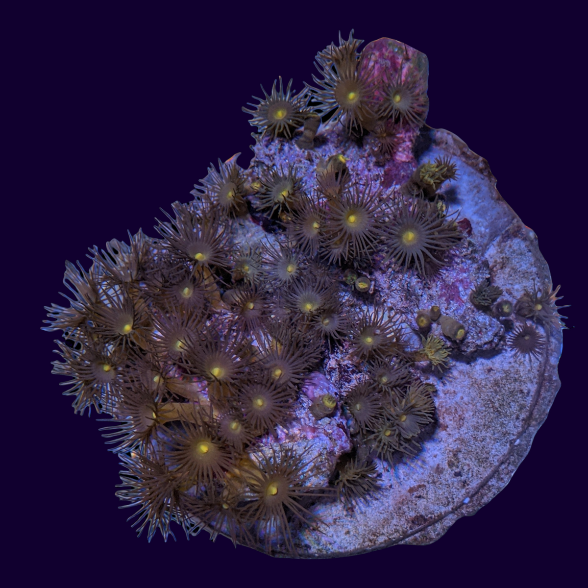 Yellow Star Polyp Zoa Colony