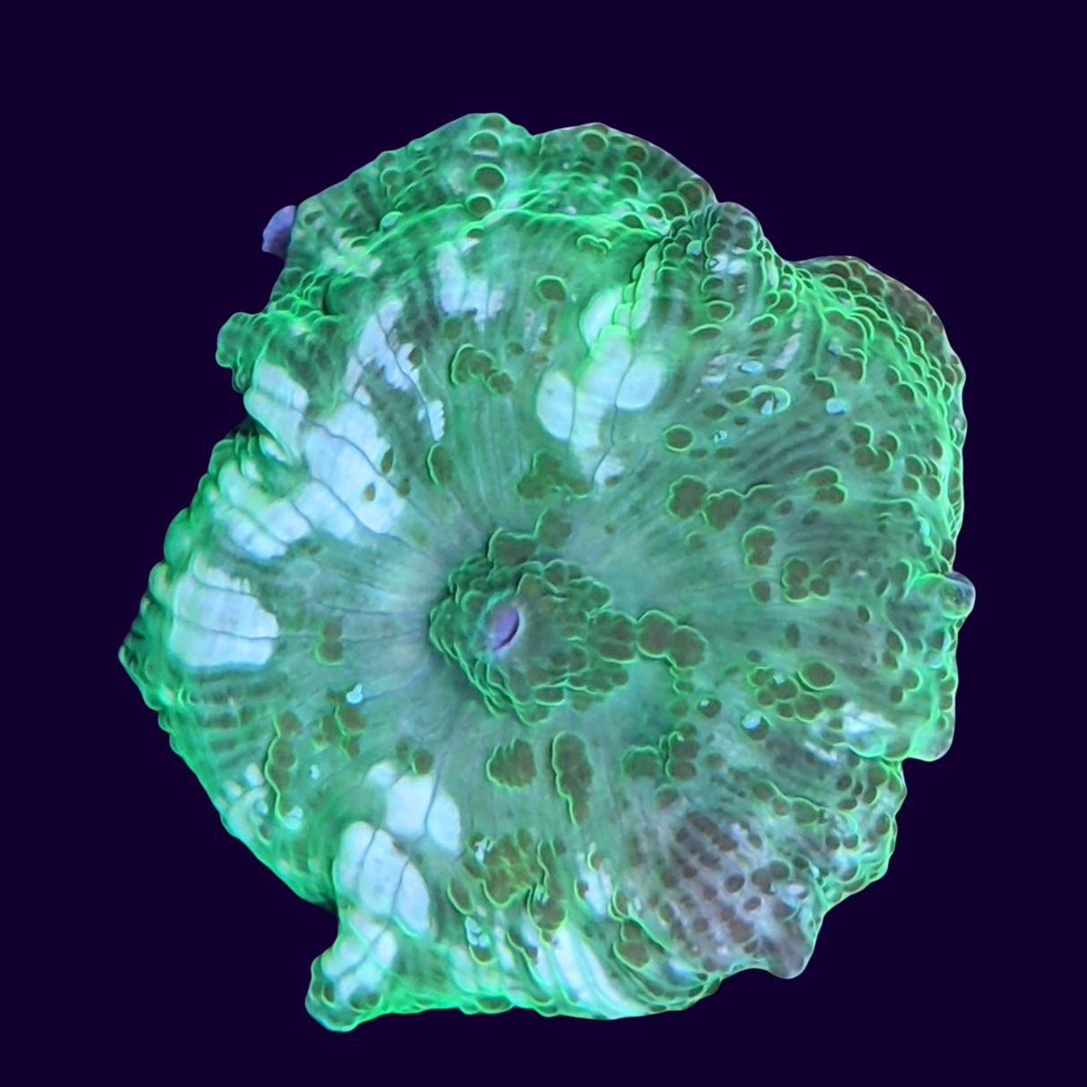 Discosoma Mushroom