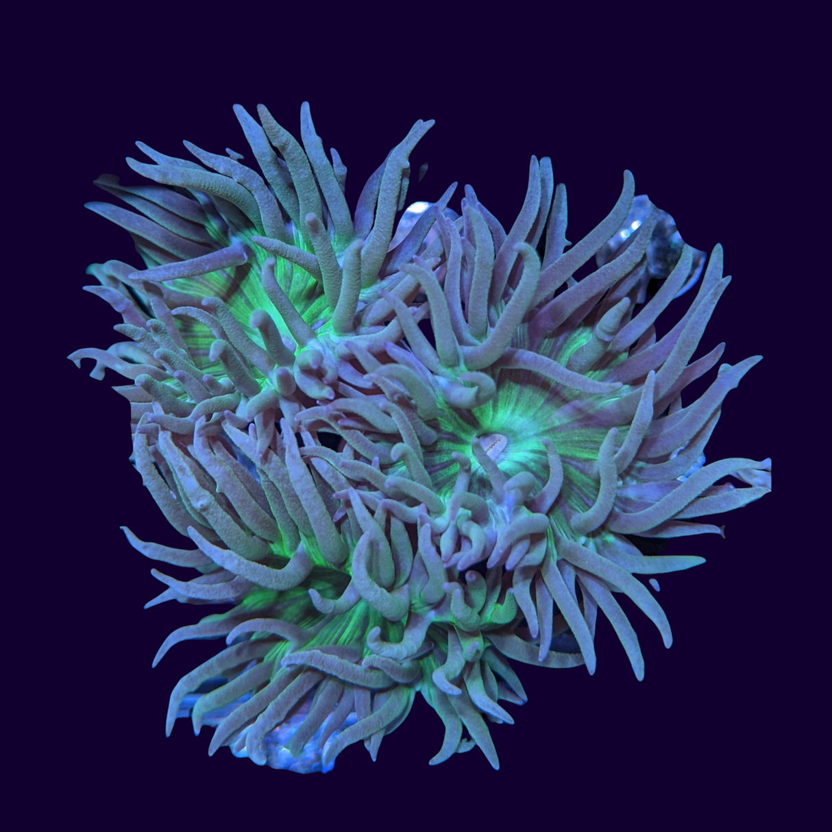 3 Head & 2 Pup Duncan