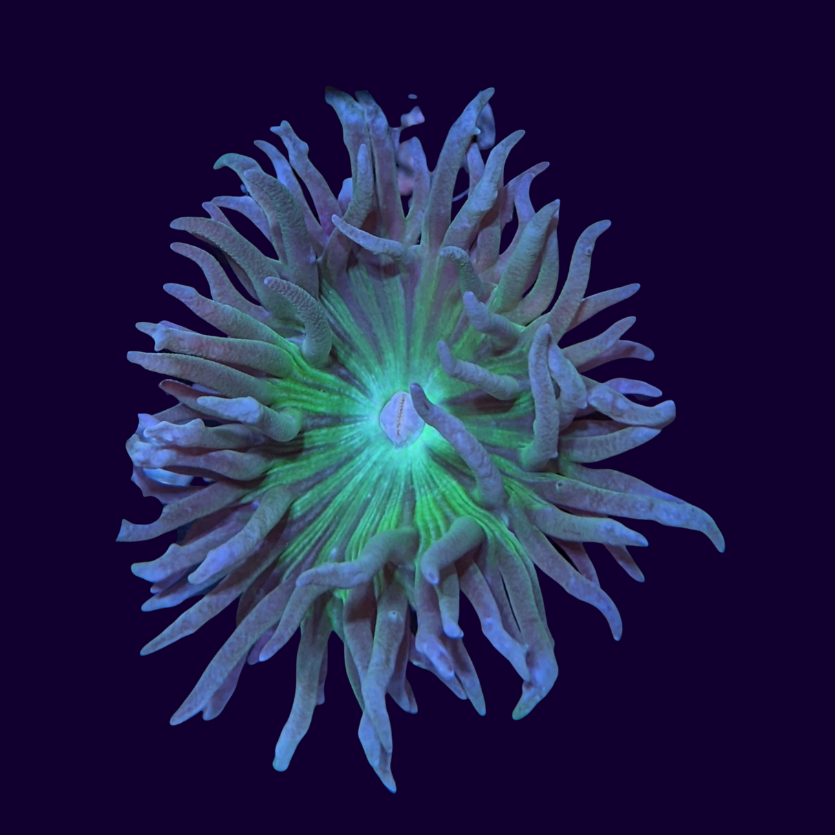 1 Head & 3Pup Duncan