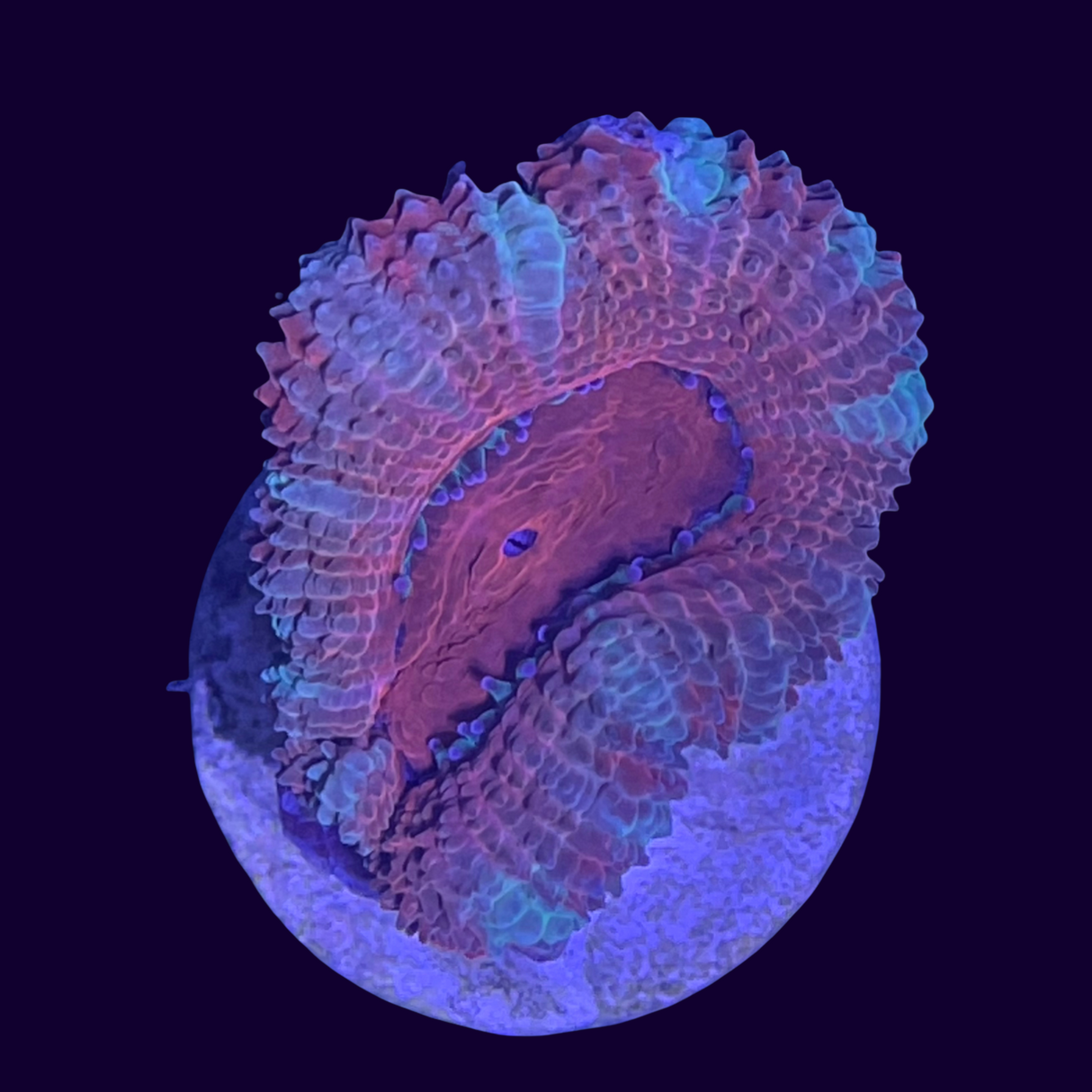 Acanthastrea Lordhowensi