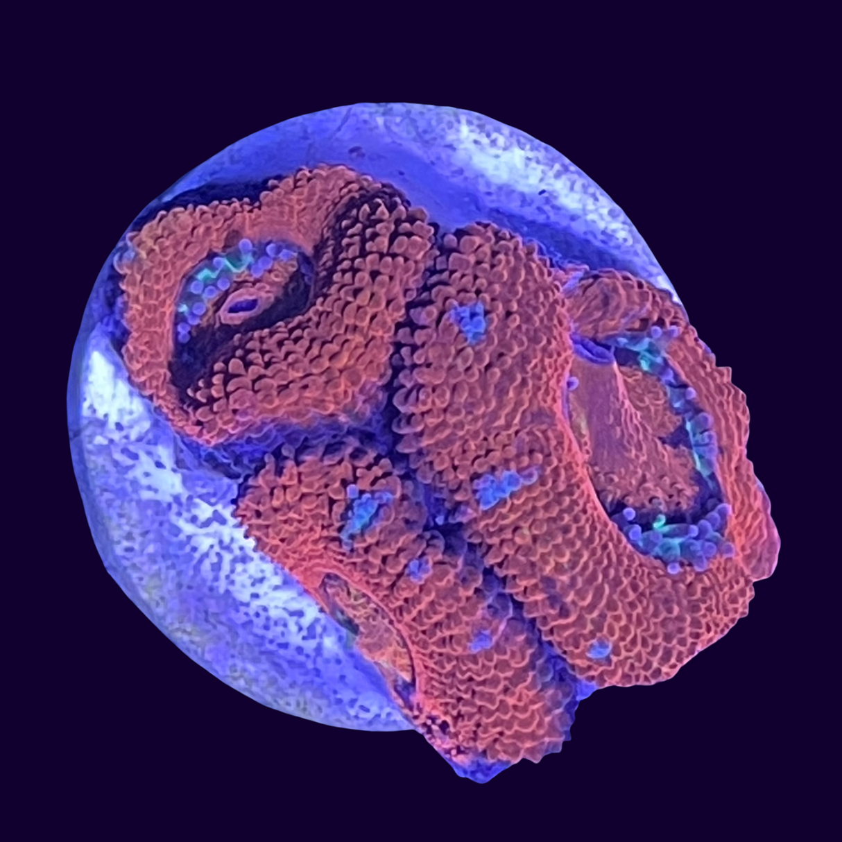 Acanthastrea Lordhowensi