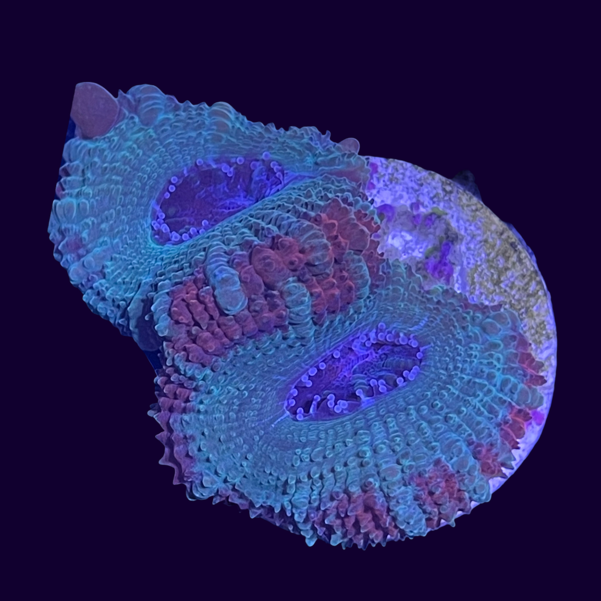 Acanthastrea Lordhowensi