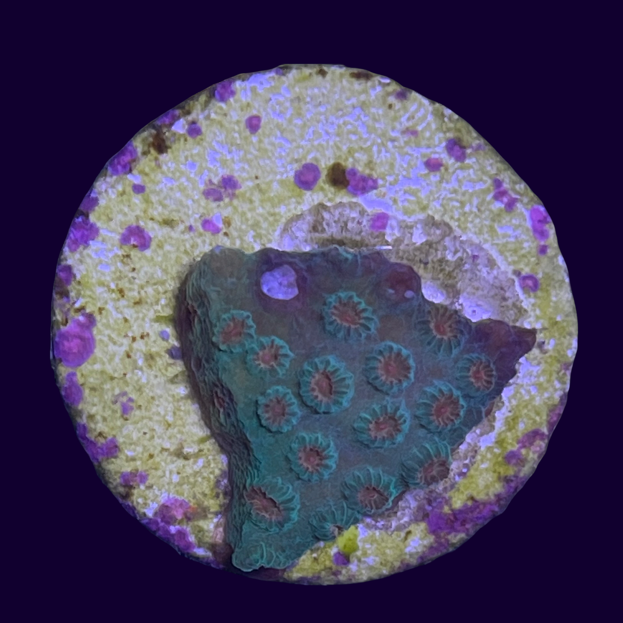 Meteor Shower Cyphastrea