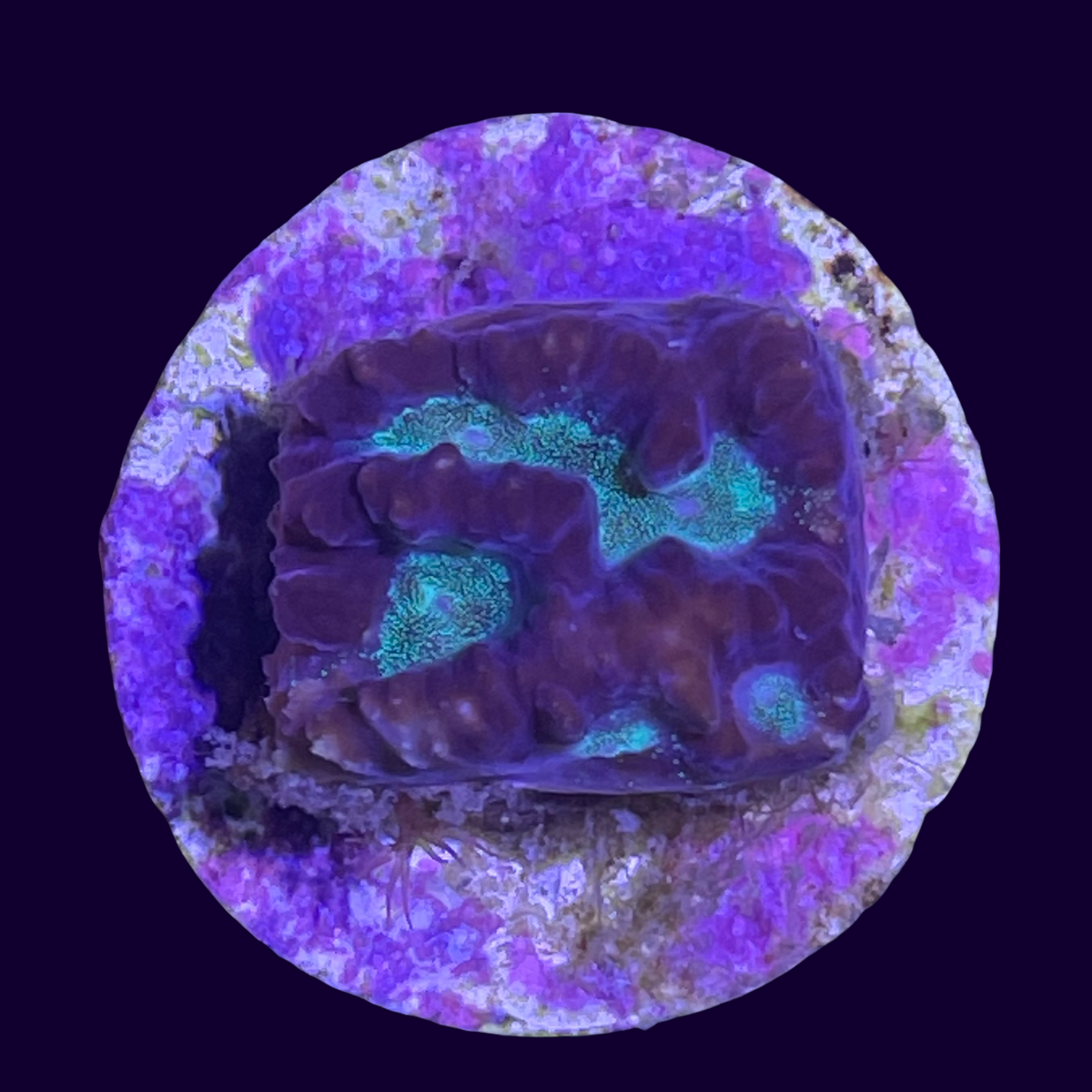 Chocolate Mint Favites