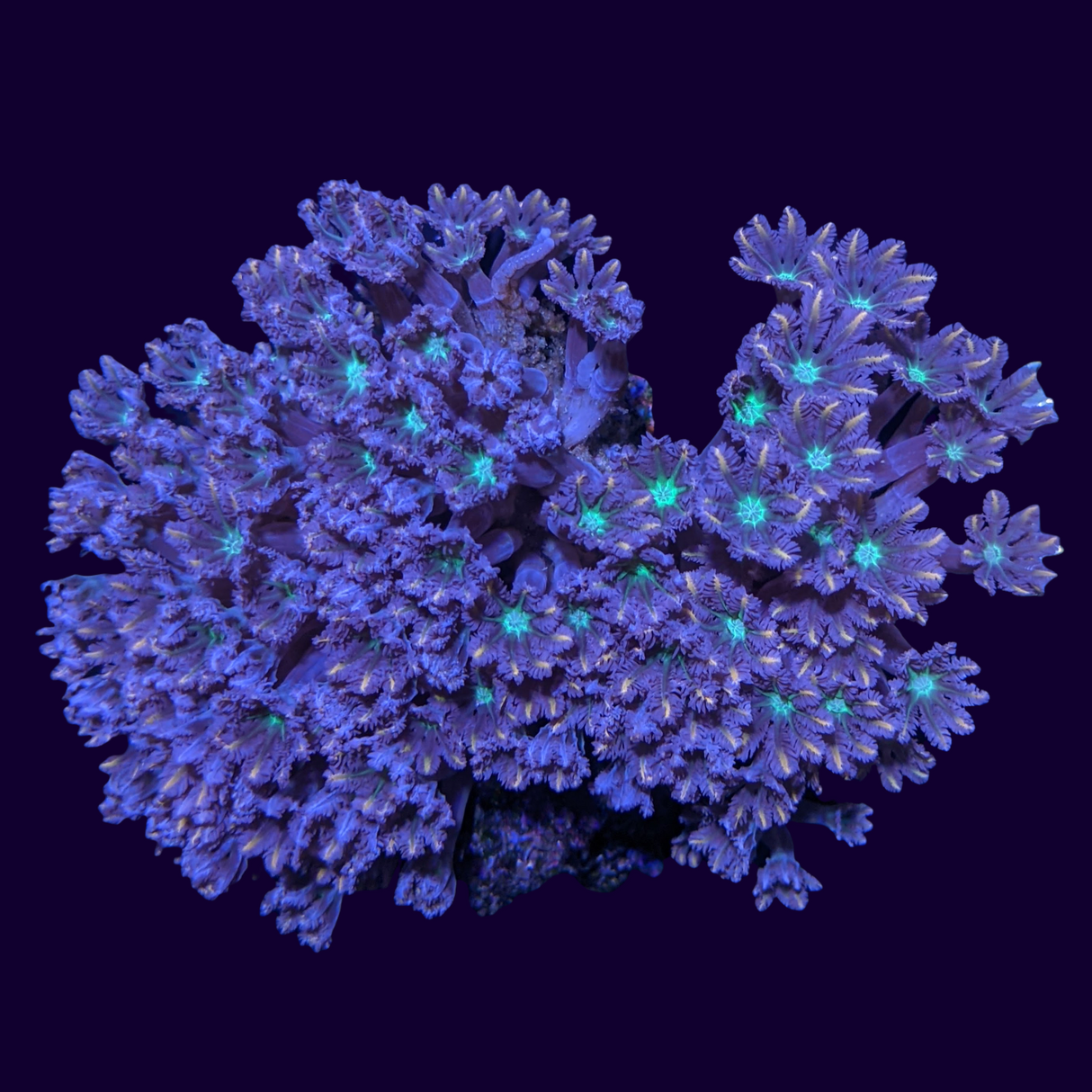 Aquacultured Firework Clove Polyps Colony