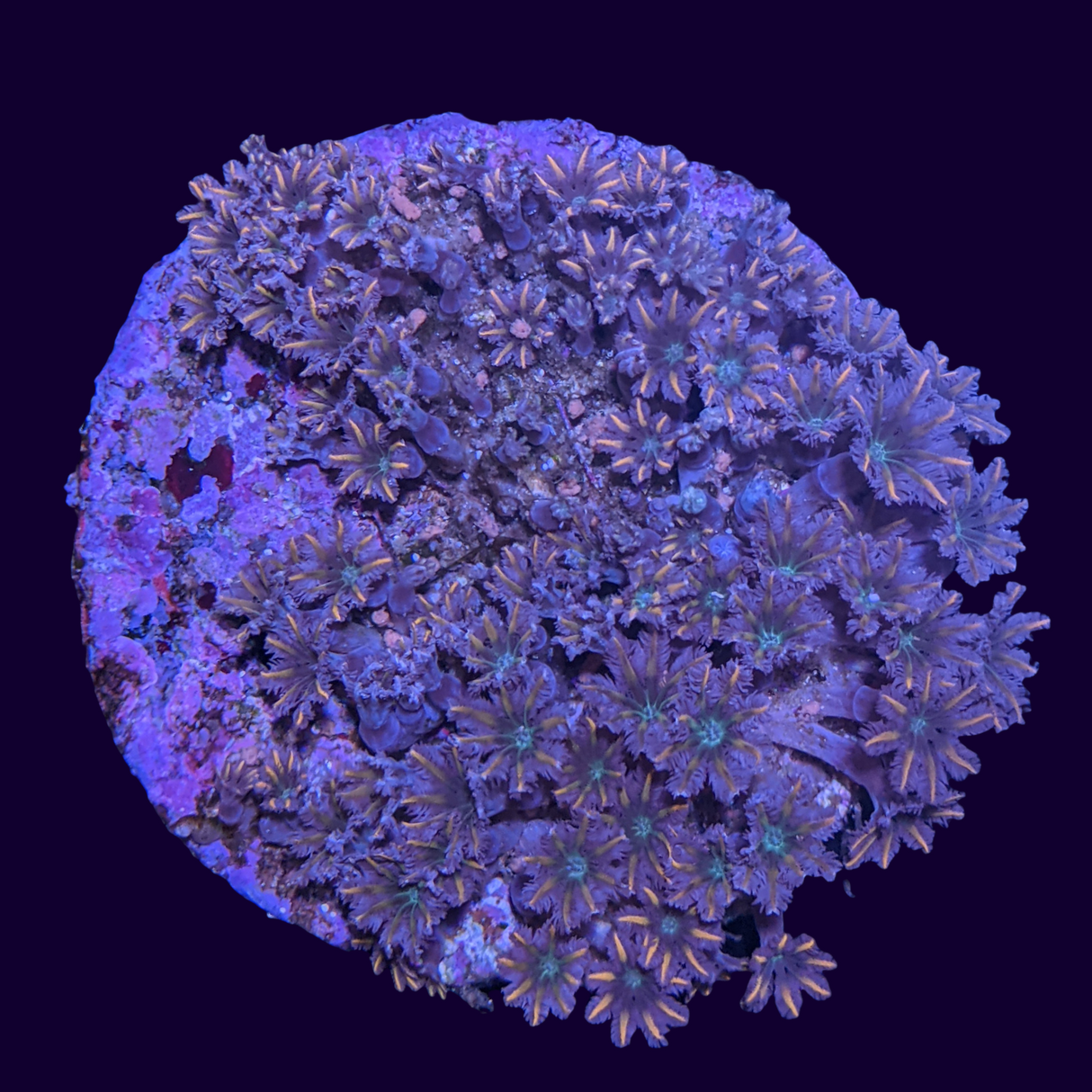 Aquacultured Firework Clove Polyps Colony