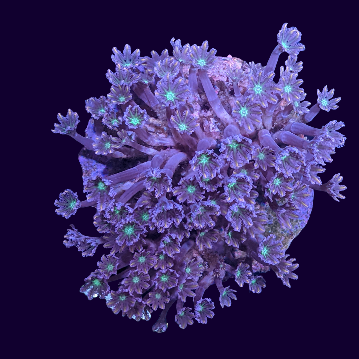 Aquacultured Firework Clove Polyps Colony