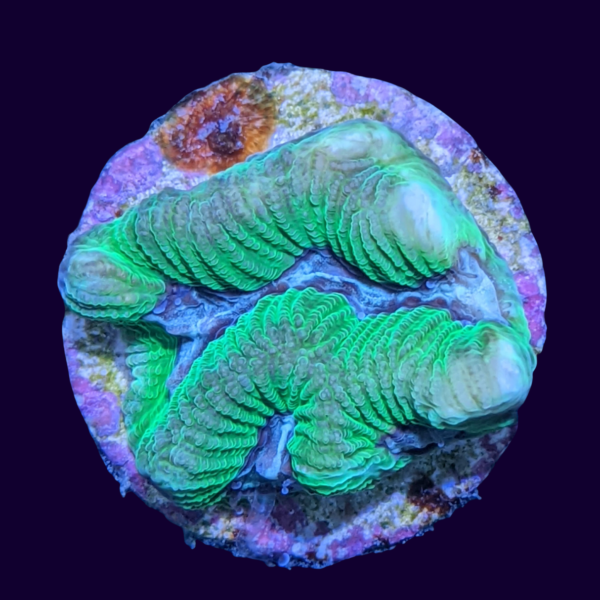 Toxic Green Blue Centre Platygyra