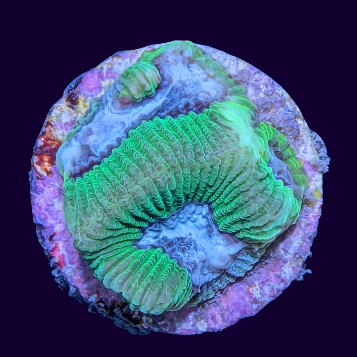 Toxic Green Blue Centre Platygyra