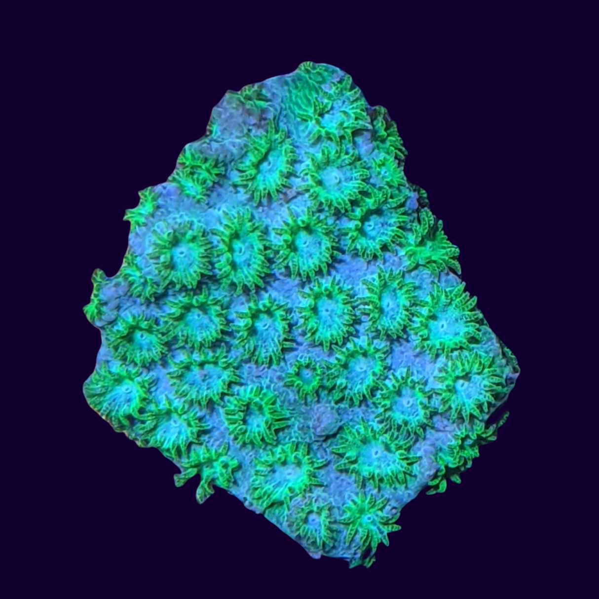 Bright Green Cyphastrea