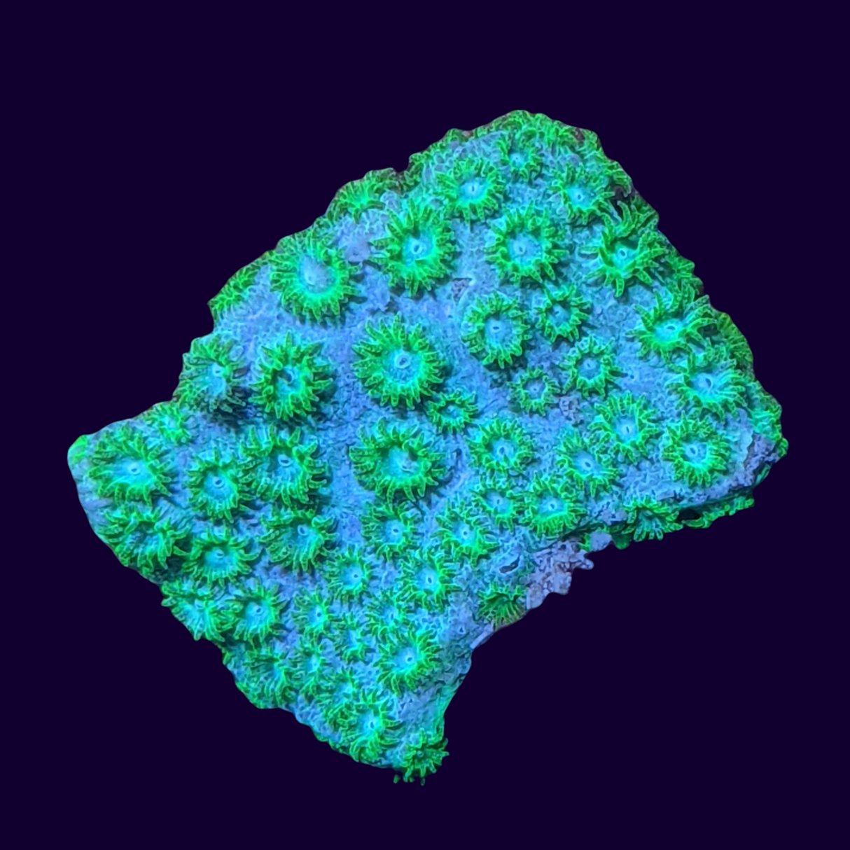 Bright Green Cyphastrea