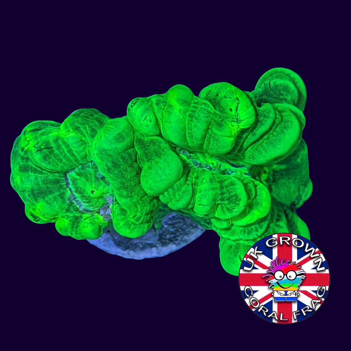 Candy Cane Ultra Neon Green 3 Heads