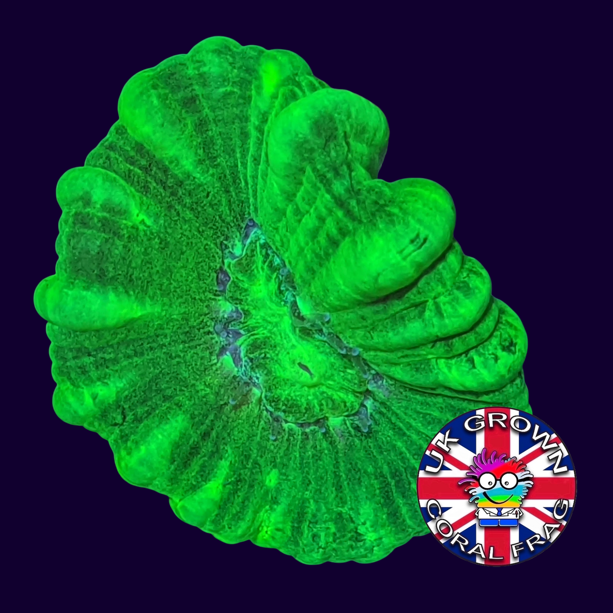 Large Polyp Neon Green Candy Cane (UK Grown)