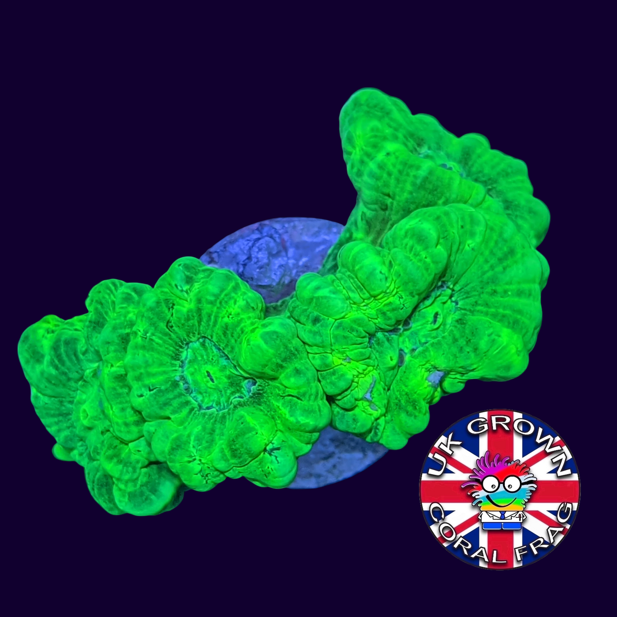 Large Polyp Neon Green Candy Cane (UK Grown)