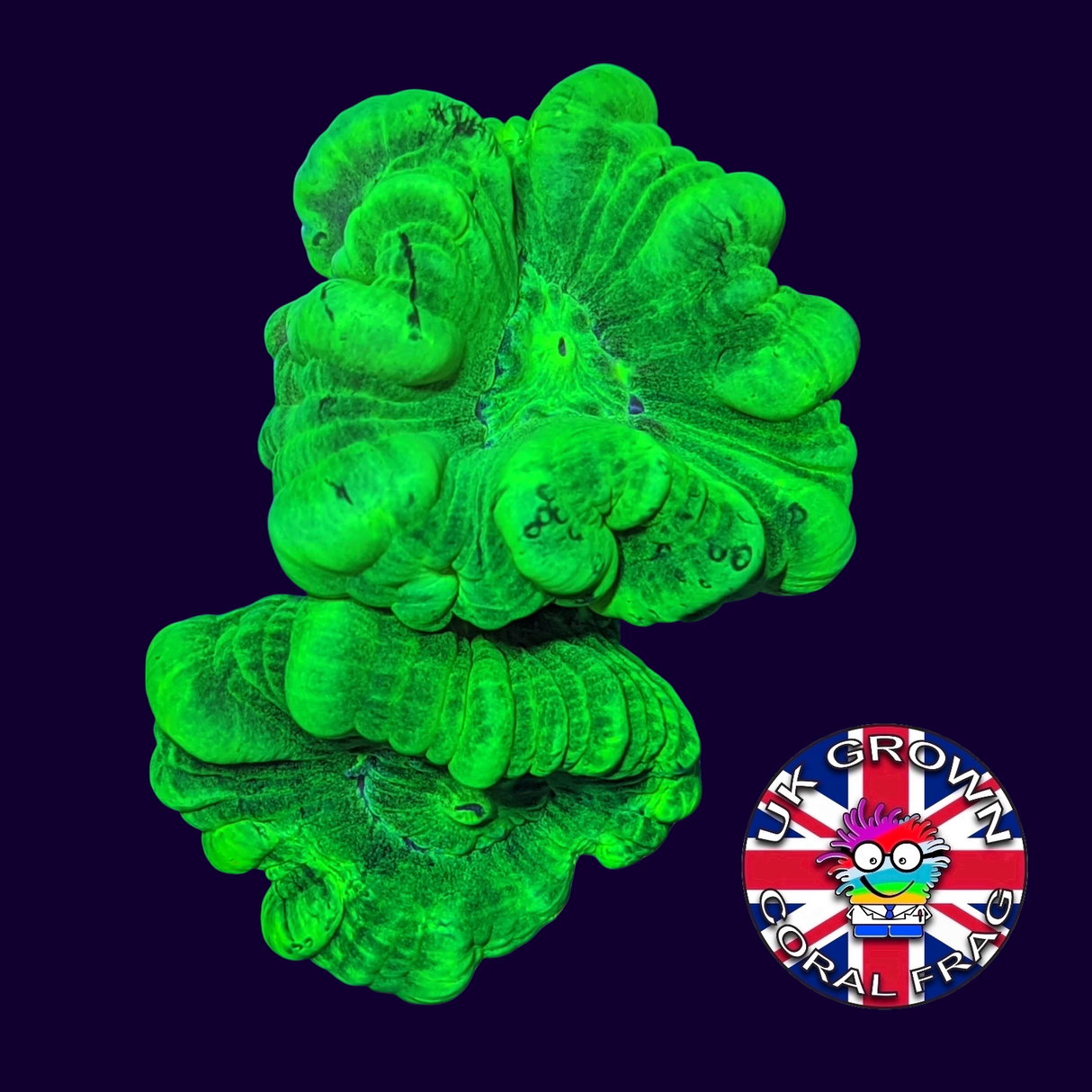Large Polyp Neon Green Candy Cane (UK Grown)