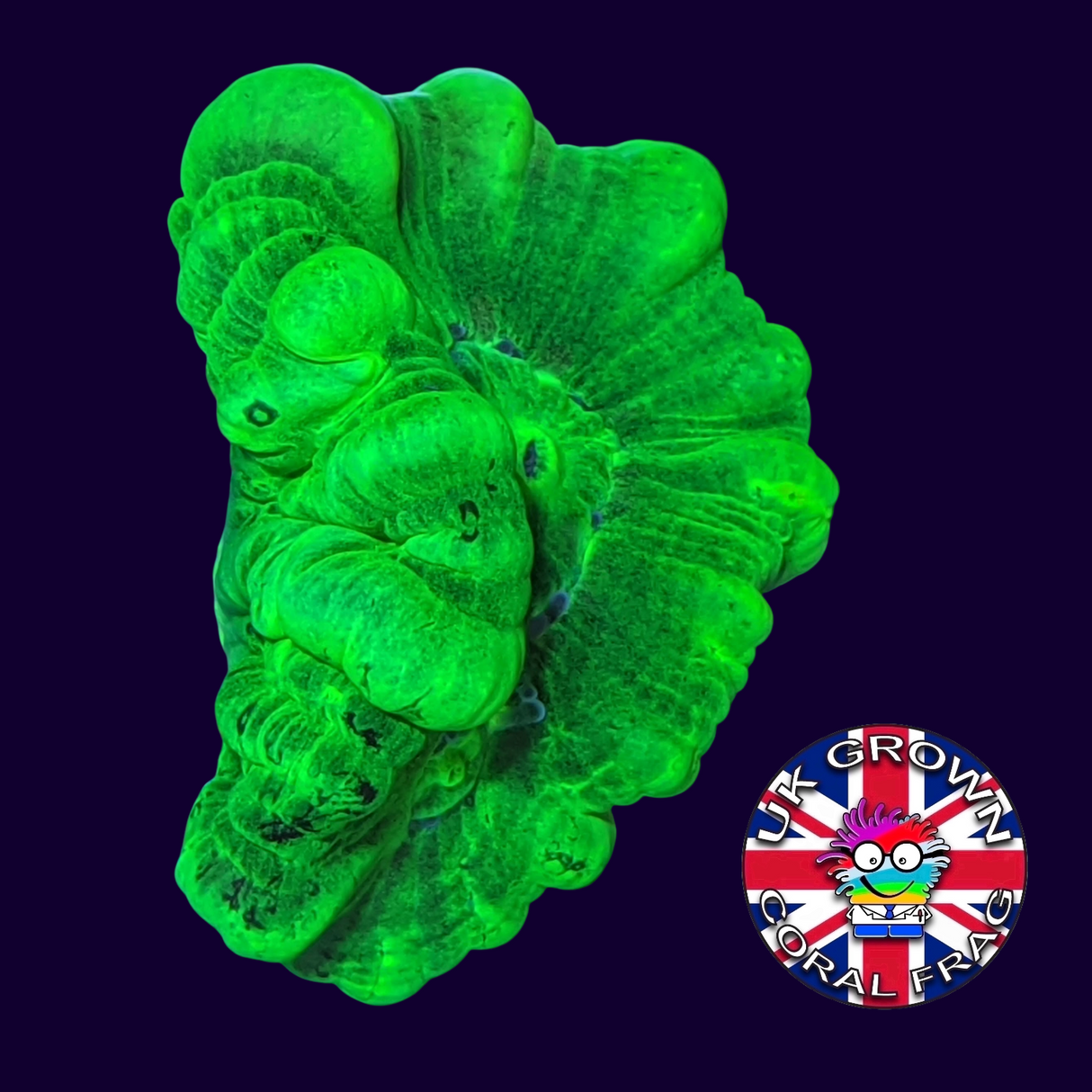 Large Polyp Neon Green Candy Cane (UK Grown)