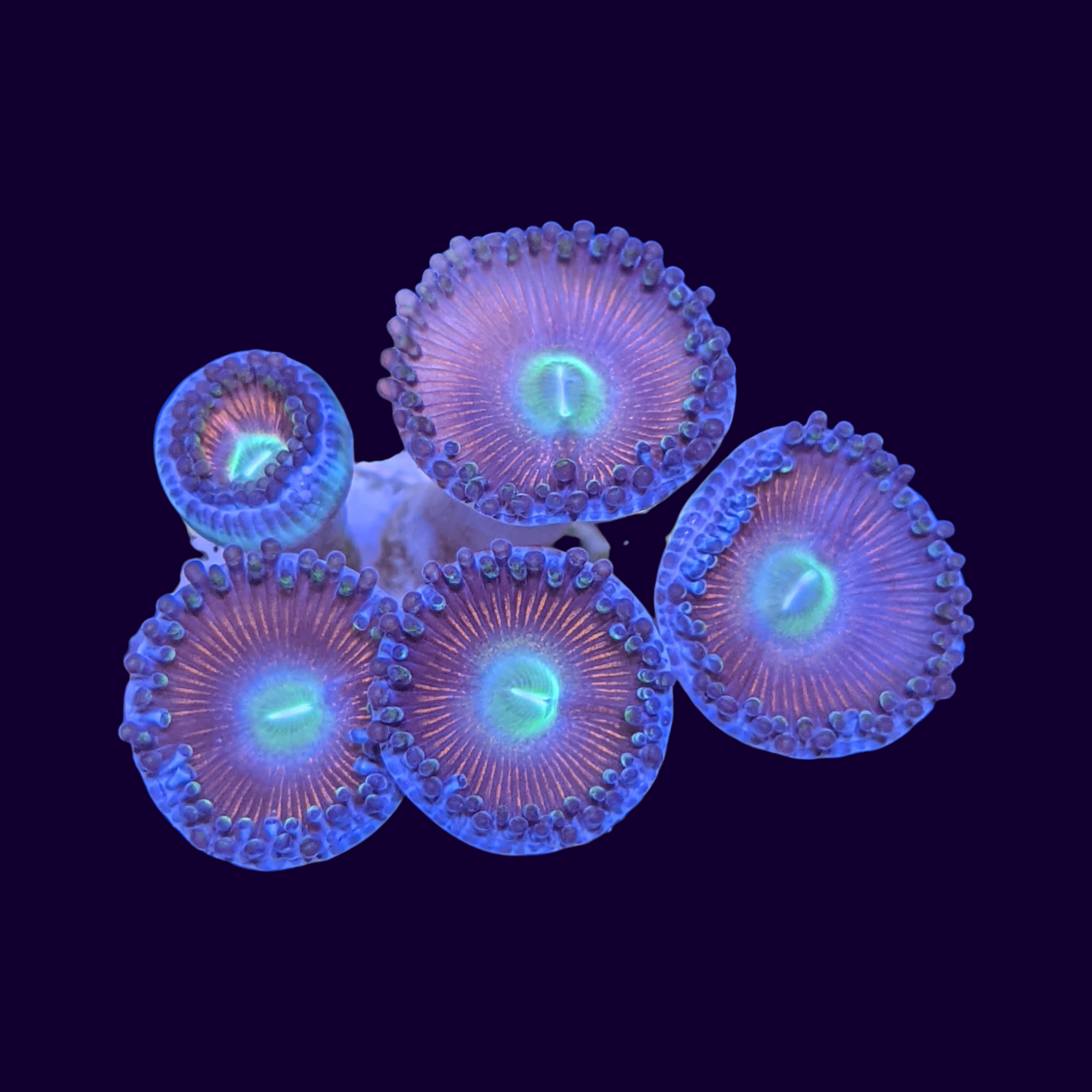 Pink Zoas