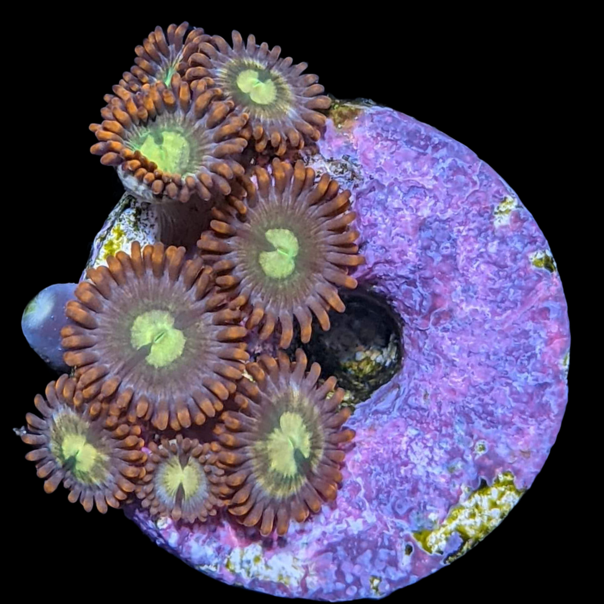 Chocolate Orange Zoa Frag