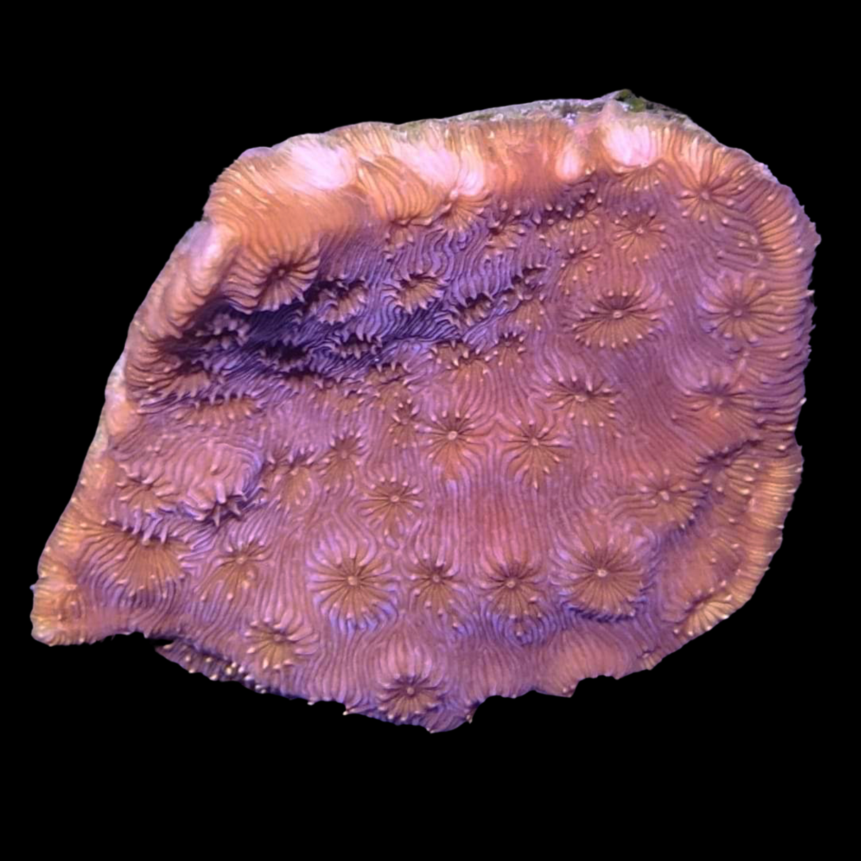 Deep Red Pavona