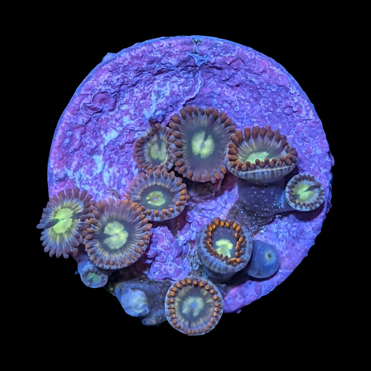 Chocolate Orange Zoa Frag