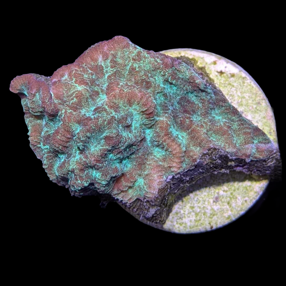 Green Merulina – thecoralcentre