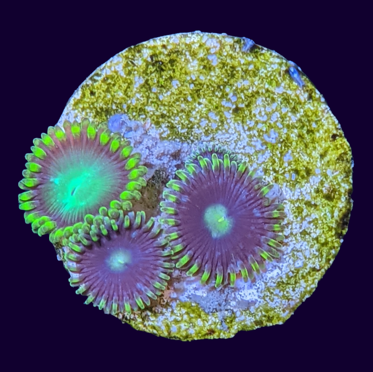 Radioactive Dragons Eye Mix Zoa Frag (UK Grown)