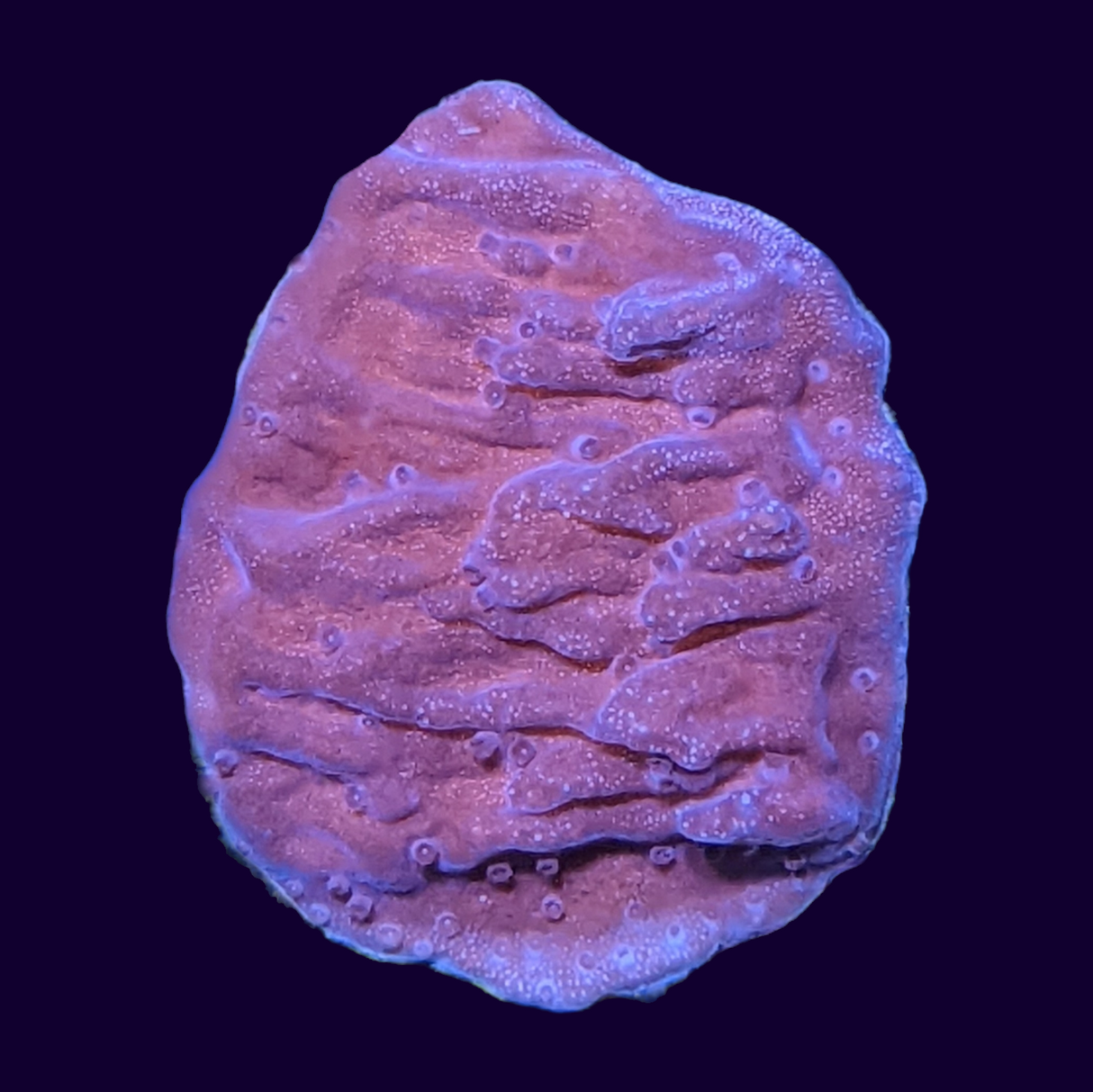 Red Montipora