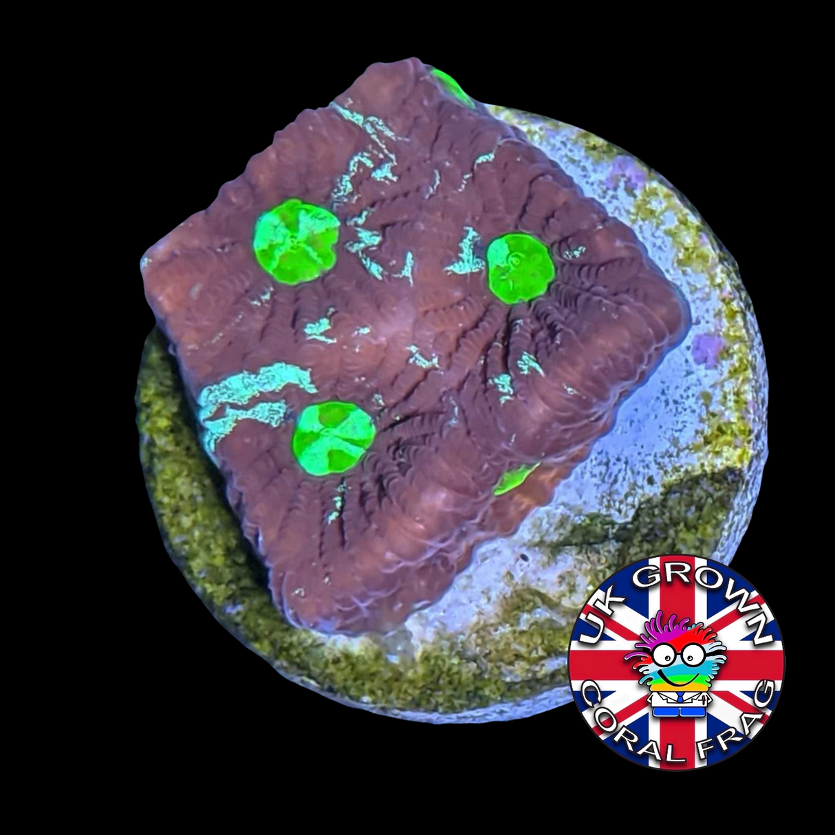 Favites Pentagona War Coral (UK Grown)