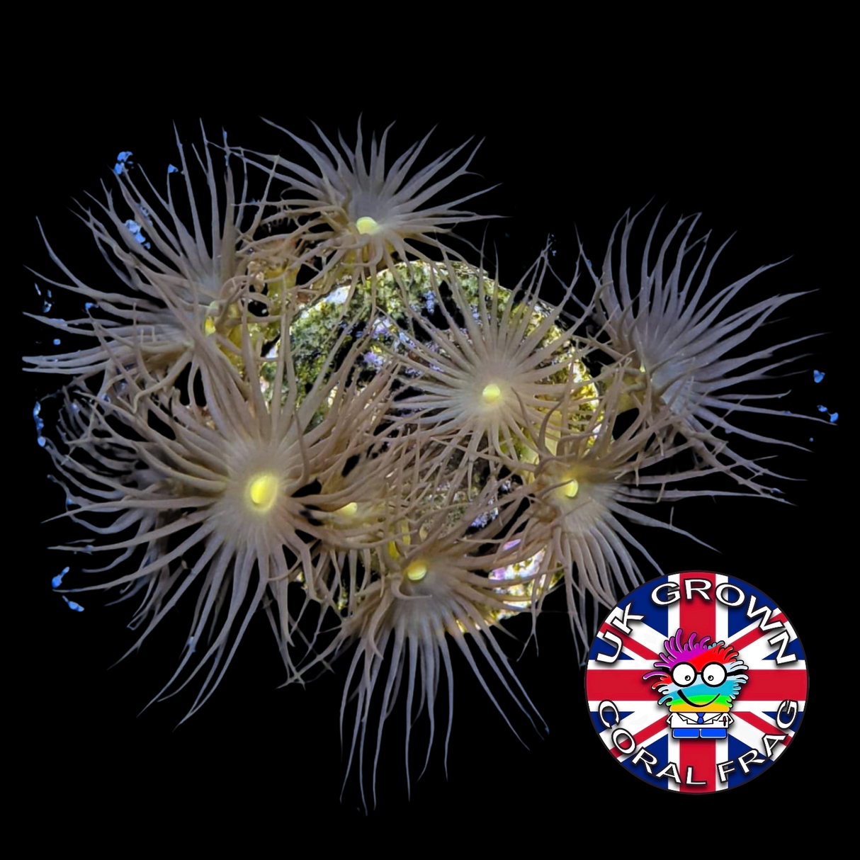Yellow Polyps Frag (UK Grown)