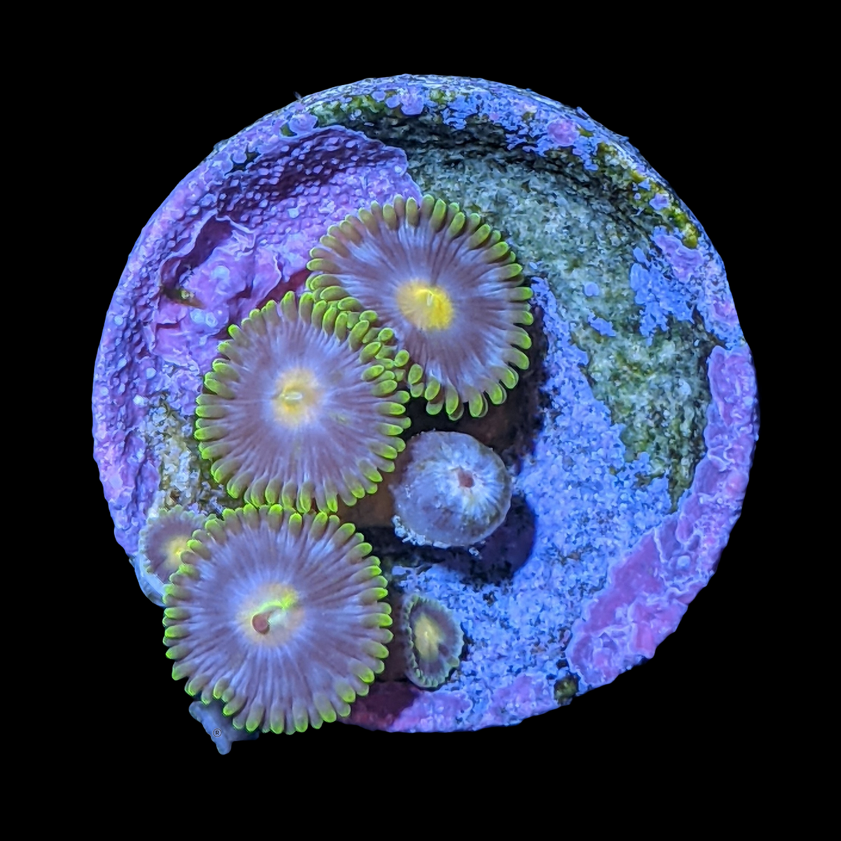 John Deere Zoa Frag