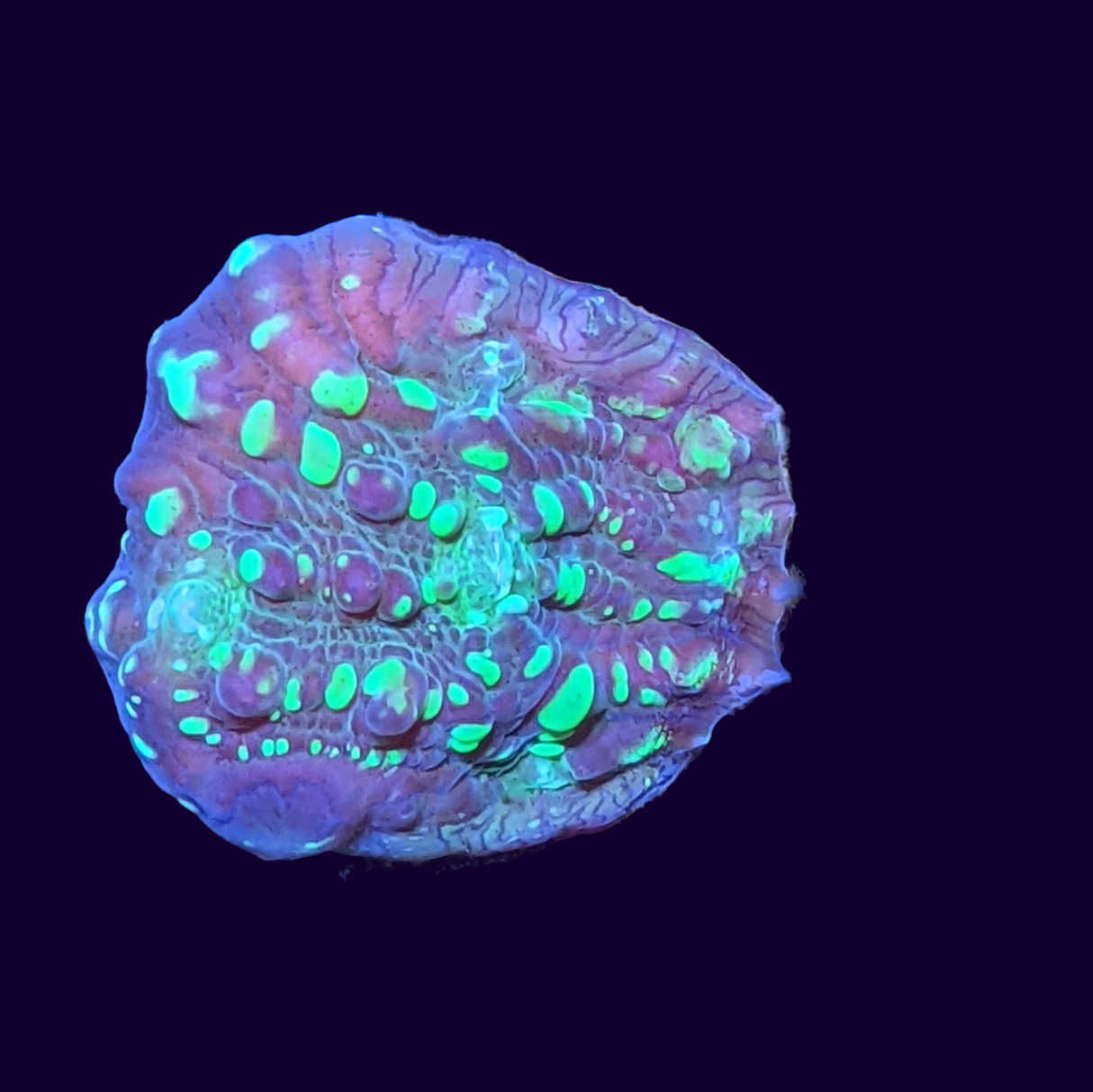 Shooting Star Chalice (UK Grown)