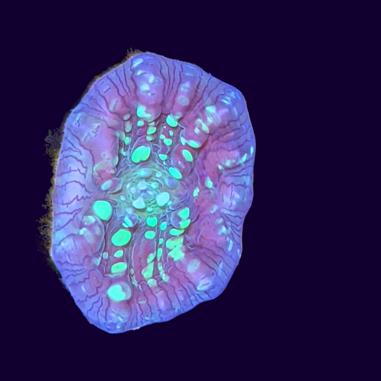 Shooting Star Chalice (UK Grown)