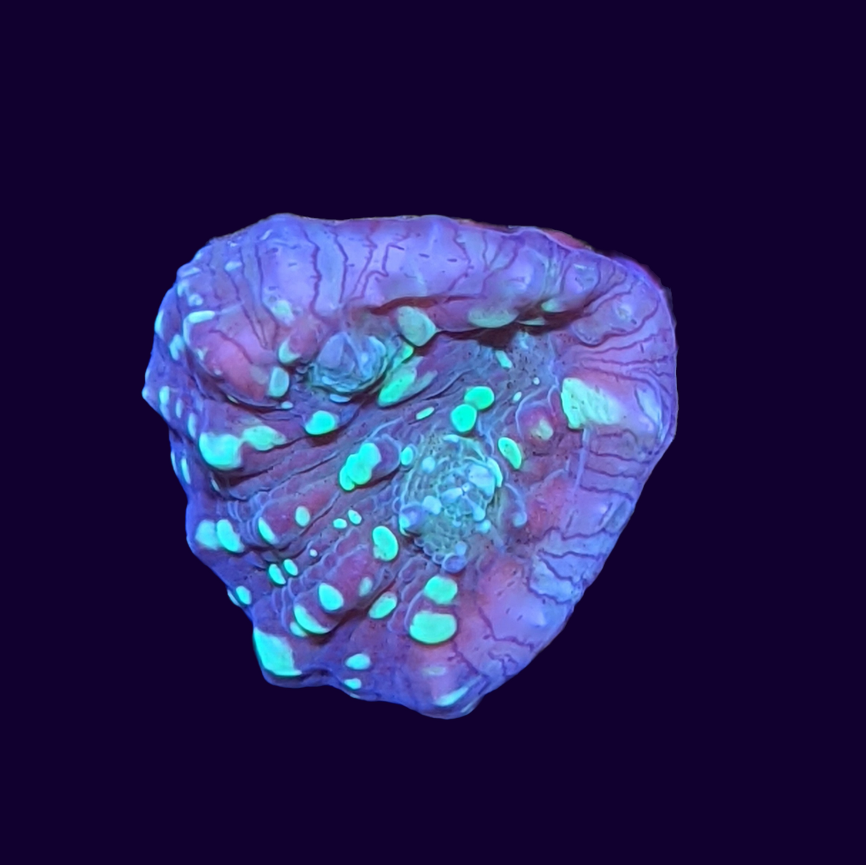 Shooting Star Chalice (UK Grown)