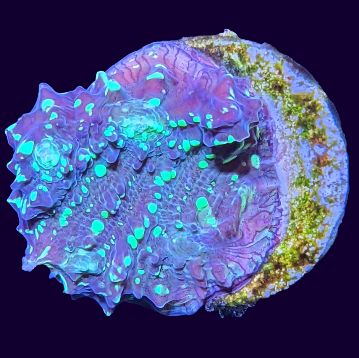 Shooting Star Chalice (UK Grown)