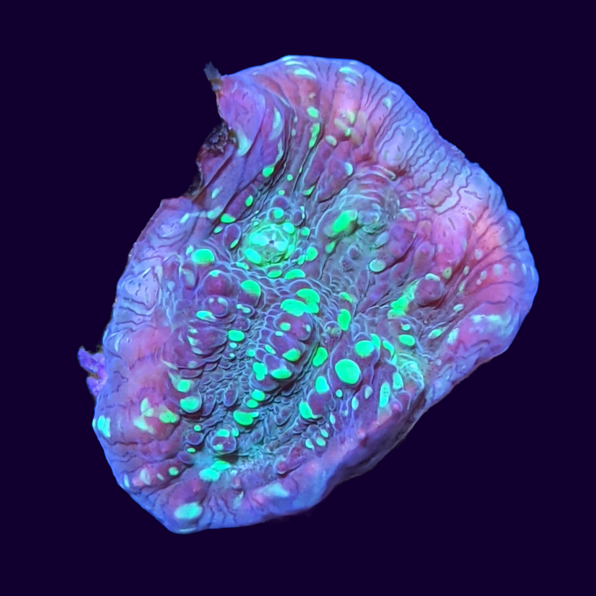 Shooting Star Chalice (UK Grown)