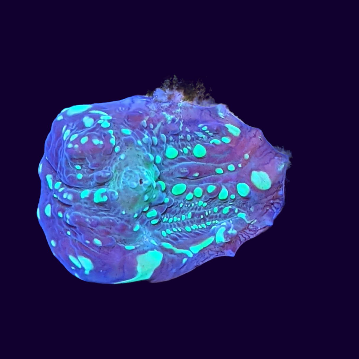 Shooting Star Chalice (UK Grown)